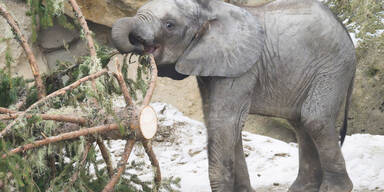 Eine 18-Meter-Überraschung für Schönbrunns Elefanten