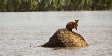 Überschwemmungen in Australien