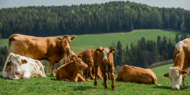 BILLA bleibt bei 100 Prozent Frischfleisch aus Österreich