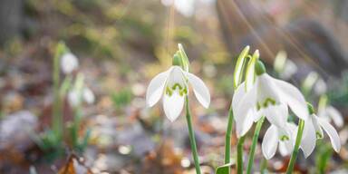 Ostereier suchen im Nationalpark Thayatal