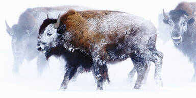 Blizzard