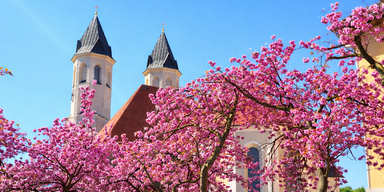 Kirschblüte im Amstetten verzaubert Gotteshaus