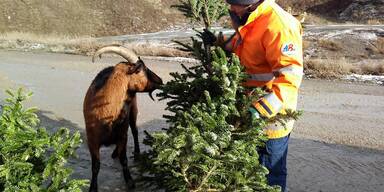 MA48 im Weihnachts-Großeinsatz