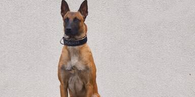 Polizeihund "Orlik" stöbert Einbrecher auf.