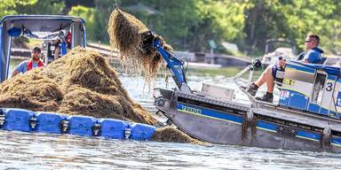 Stadt säubert wieder Alte Donau