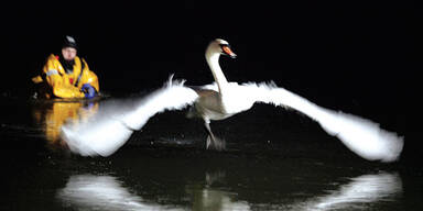 Schwan Neusiedler See