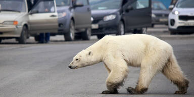 Eisbär Norlisk
