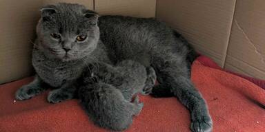 Qualzucht-Alarm: TierQuarTier Wien meldet Rekordzahl an Faltohrkatzen