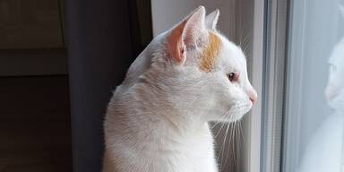 Überraschung nach einem Jahr: Vermisster Kater wieder zu Hause