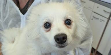 Schwer verletzter Welpe "Atsu" neben Müllraum entdeckt