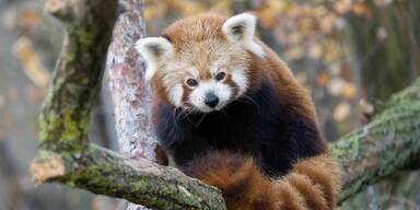 Traurig! Roter Panda-Witwer trauert