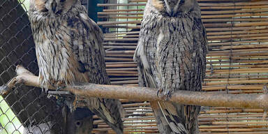 Zwei geschützte Waldohreulen getötet