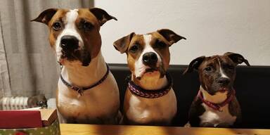 Hunde bissen Joggerin zu Tode, jetzt müssen sie eingeschläfert werden