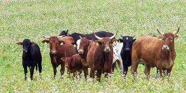 Die Bullen sind los