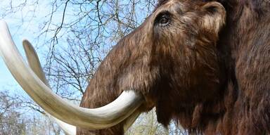 2867986_opener_1107602_foto6mammutcmamuz (1).jpg