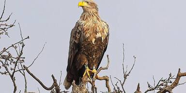 Ältester Seeadler im Burgenland