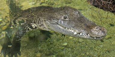 Liebes-Comeback für aus Schrebergarten geretteten Urzeitriesen