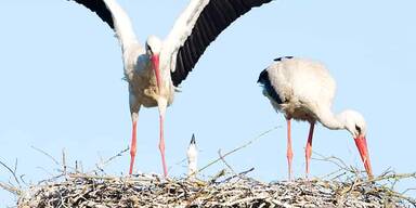 Erster Weißstorch des Jahres in Marchegg gelandet
