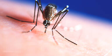 Zika