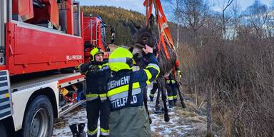 Esel "Yaki" aus eiskaltem Bach gerettet