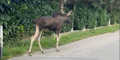 Kult-Elch Emil besucht Voestalpine-Werk