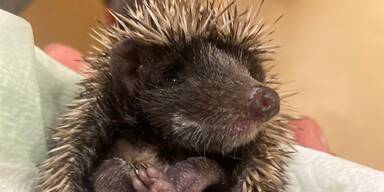 Tierschutz Austria schlägt Alarm: Igel kämpfen ums Überleben
