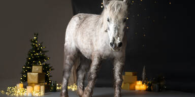 Würden Tiere ans Christkind schreiben ...