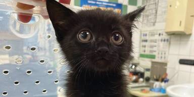 Weihnachtswunder im Tierschutzhaus Vösendorf