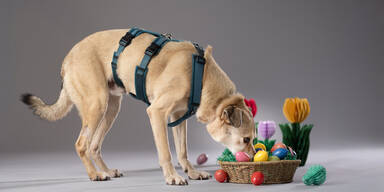 Tierschutzhaus Vösendorf: Osterkörbchen-Aktion für einsame Tierchen