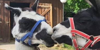 Zu süss! Lama-Dame Maja verliebt sich in Eddie 