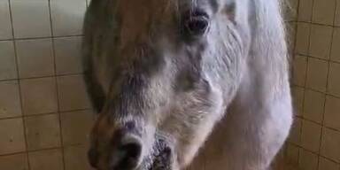 Geburtstagsparty für Grelli – ältestes Pony Österreichs feiert mit Lama-Freund Eddie