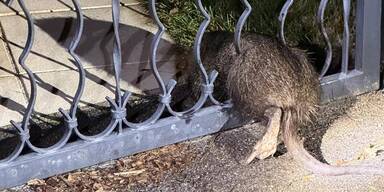 Biberratte befreit: Nutria war in Einfahrtstor verkeilt