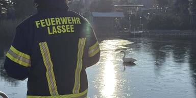 Rettungsaktion: Schwan steckte in eingefrorenem See fest