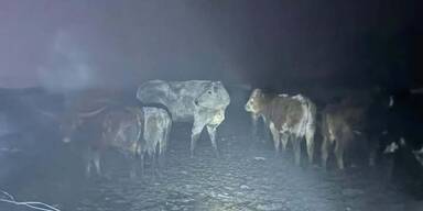 Zwei Tage altes Kalb büxte aus und stürzte in Bach