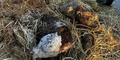 Neugeborene Kälber stürzten in Güllegrube