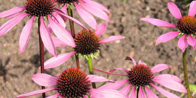 9_echinacea.jpg