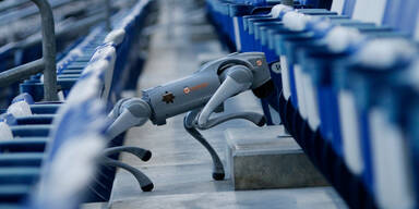 Vor WM: Mexiko will auf Roboter-Polizeihunde setzen 