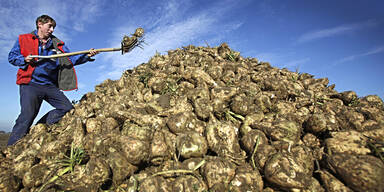 "Jeder 4. Rübenbauer vernichtet"