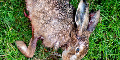 Myxomatose rafft heimische Feldhasen dahin