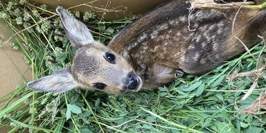NÖ-Jagdgesetz: Drohnen zur Rettung von Jungwild