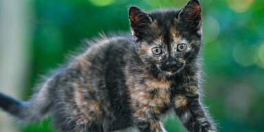 Älteste gefundene Katze ist Niederösterreicherin!