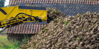 Drastischer Ernteeinbruch: Wo sind all die Rüben hin?