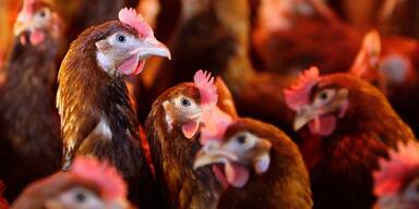 So streng sind die Geflügelhalter-Pflichten im Bezirk Amstetten
