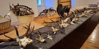 "Kulturkampf im Forst": Tierschützer gegen neues Jagdgesetz