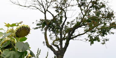 "ReGenerativa" startet im KinderKunstLabor