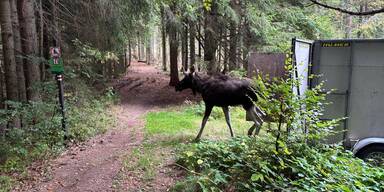 "Elch Emil live" – Schweden lieben DIESE neue TV-Show