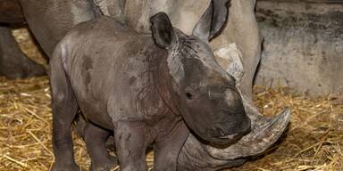 Nashorn-Baby im Zoo Schmiding in OÖ geboren