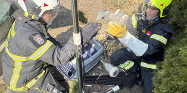 Feuerwehr rettete verletzten Reiher aus Garten
