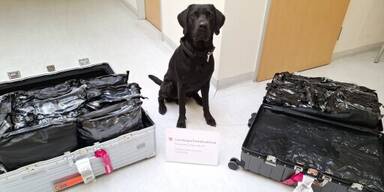 43 Kilo Gras im Gepäck: Diensthund ließ Schmuggler keine Chance