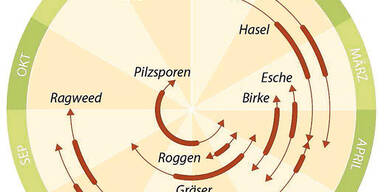 Pollen Leidenszeit Allergiker